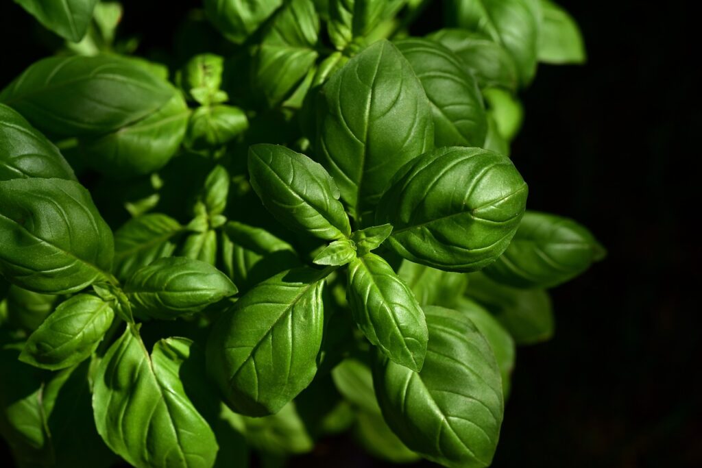 basil, herb, ingredient-3532424.jpg